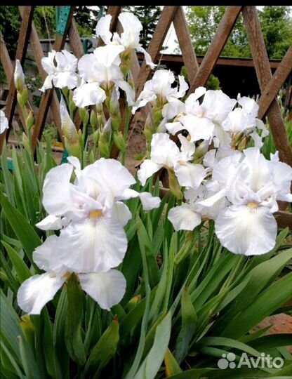 Многолетние садовые цветы