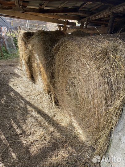 Сено в тюках