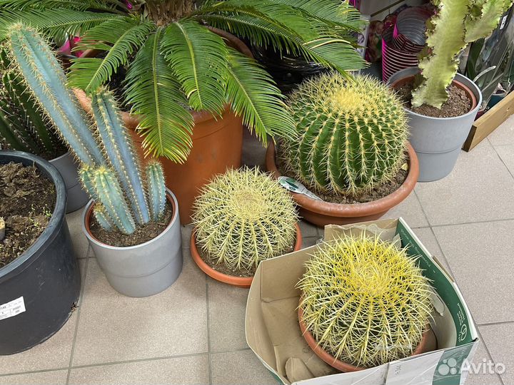 Пальма спатифиллум кактус драцена