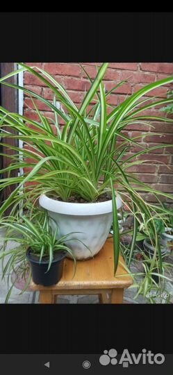 Хлорофитум