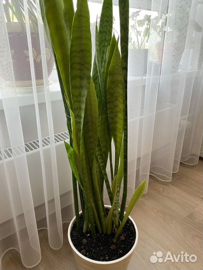Сансевиерия (щучий хвост, тёщин язык)