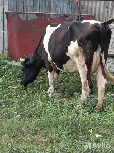 Продажа коров