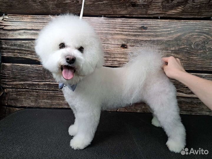 Стрижка собак и кошек