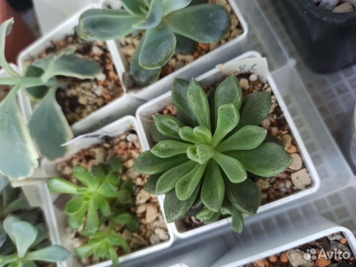 Суккуленты набор