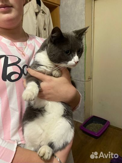 Кошка в добрые руки