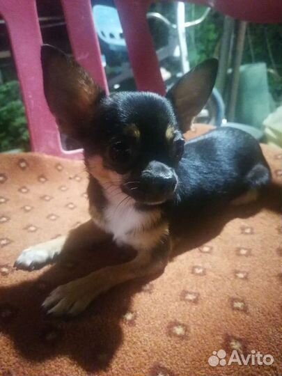 Чихуахуа мини кобель