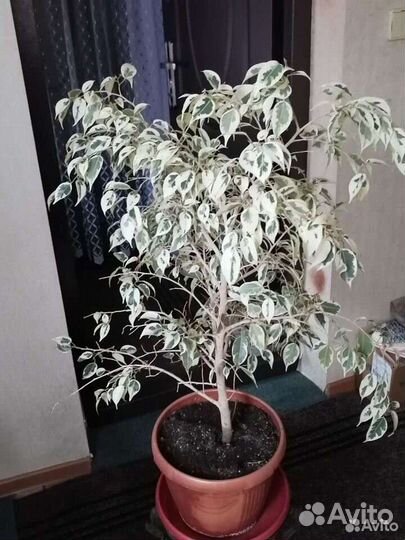 Фикус бенджамина