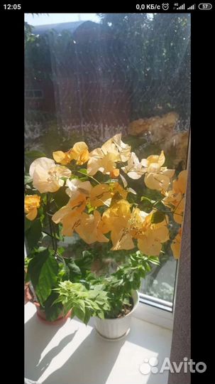 Домашние цветы