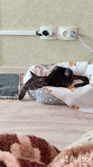 Котёнок мальчик