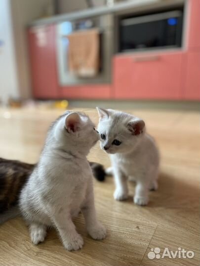 Британские котята