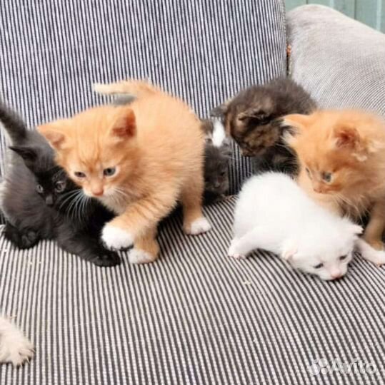 Котята в добрые руки