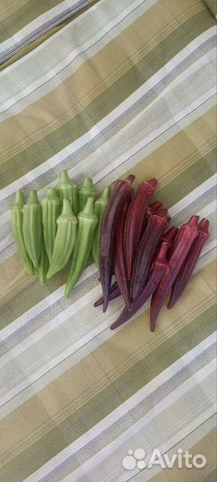 Бамия (окра)