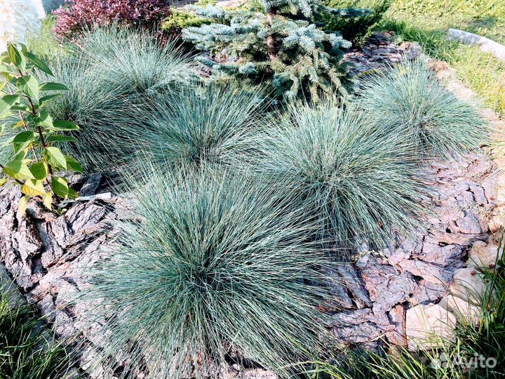 Овсяница голубая