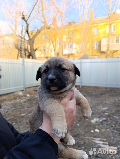 Щегок девочка собака