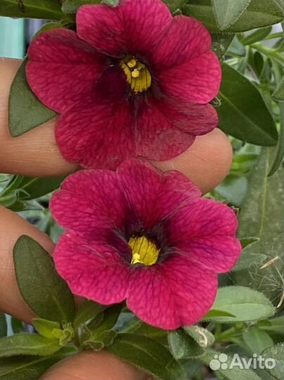 Петуния калибрахоа вегетативные маточники Кашпо