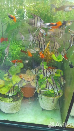 Аквариумные рыбки