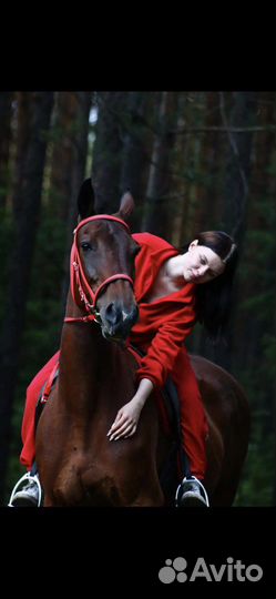 Конные прогулки