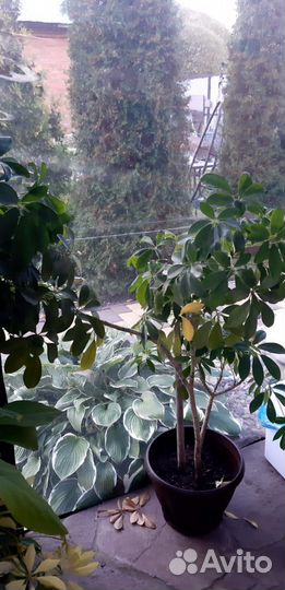 Комнатные цветы шефлера и хавортия