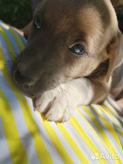 Собака в добрые руки отдам бесплатно