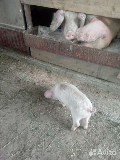 Поросята