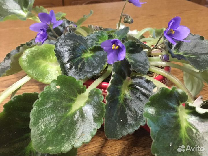 Цветущие фиалка