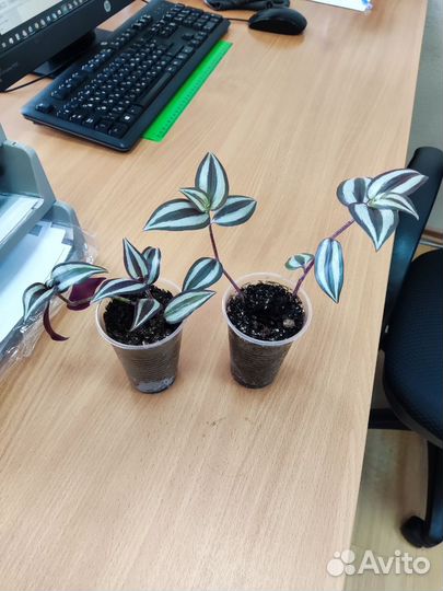 Традесканция