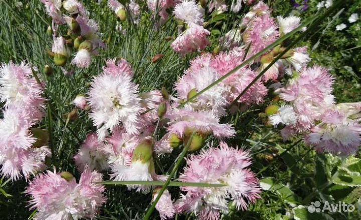 Гвоздика многолетняя 