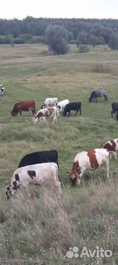 Корова дойная