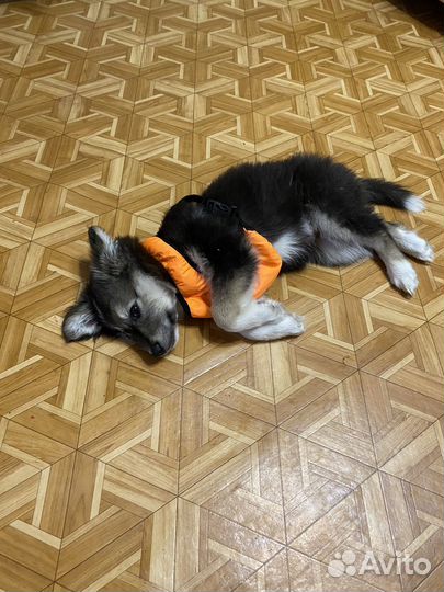 Щенок девочка