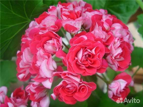 Герани сортовые