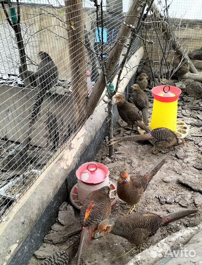 Фазаны Трагопан Темминка, золотой