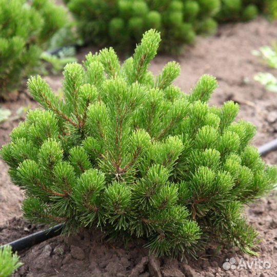 Семена сосна пумилио горная