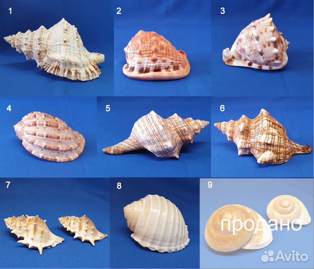 Морские ракушки разных размеров бурса бубо 25см
