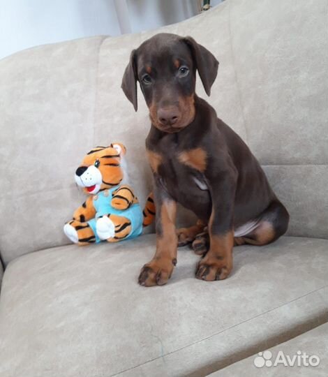 Доберман щенки элитных родителей