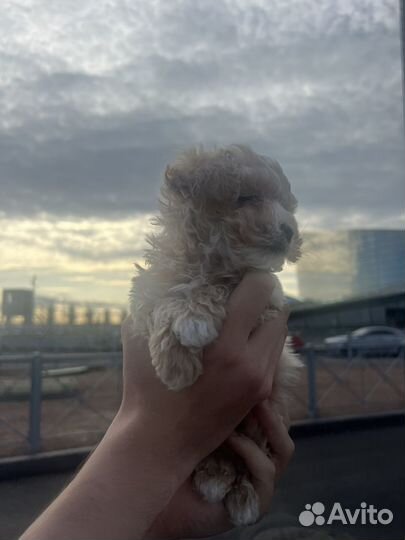 Мальтипу F1 mini, девочка premium