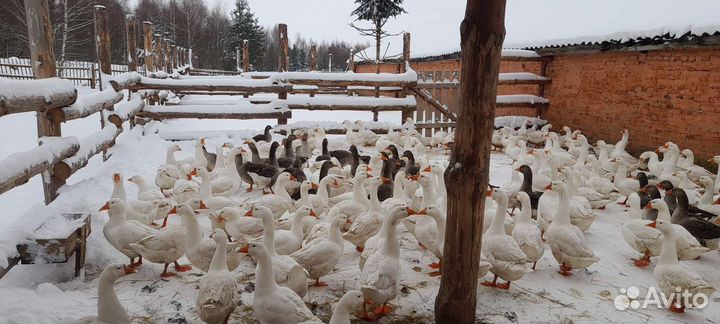 Гуси на мясо и на племя