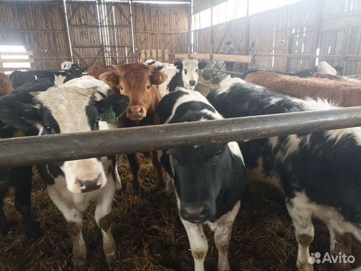 Телки супер мясной породы