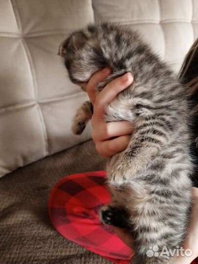 Шотландская