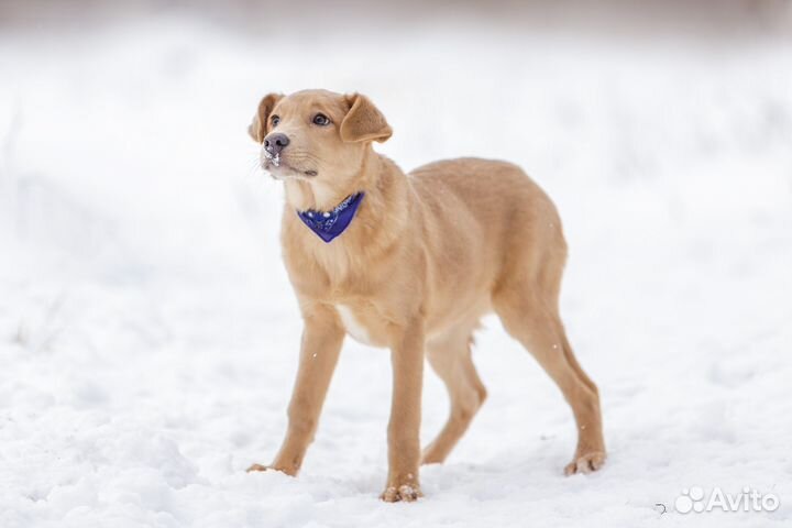 Щенок в добрые руки