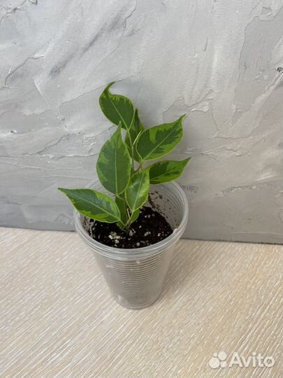 Сортовые фикусы