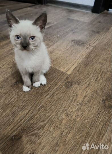 Тайские котята