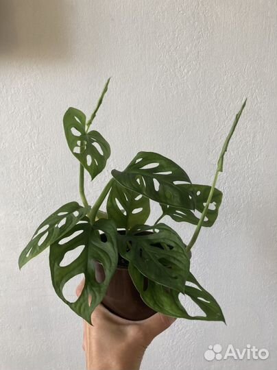 Отростки комнатных растений