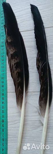 Натуральные перья хищных птиц 4 шт
