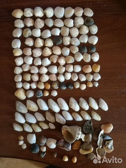 Ракушки и камушки для поделок