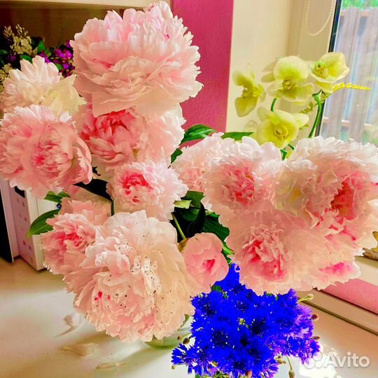 Пионы сортовые гибрид