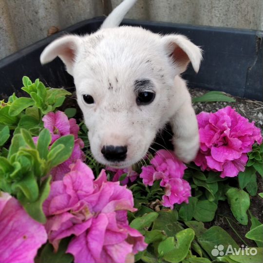 Щенки в добрые руки