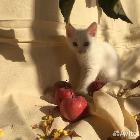 Котята в заботливые добрые руки