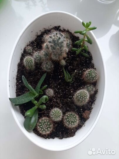 Кактусы и суккуленты набор