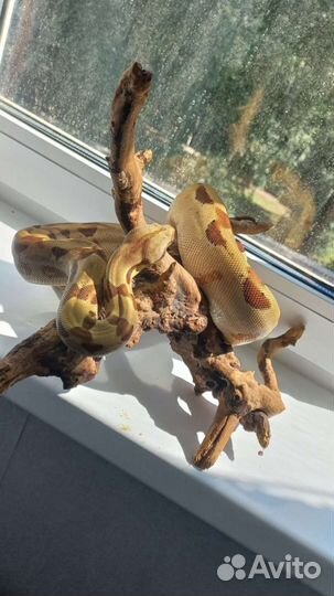 Императорский удав