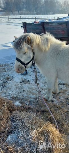 Пони жеребец